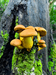 Mushrooms growing on rotten log in mountain forest