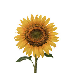 Bright Sunflower Isolated on White Background