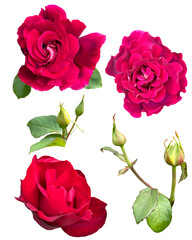 Cutout rose buds, pink rose flowers isolated on transparent background, PNG file.  