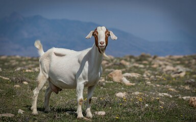 Obraz premium Portrait of a White Goat with Brown Face, Standing in a Field