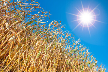 Die Sonne mit glühender Sommerhitze steht über einem Maisfeld mit vertrockneten Pflanzen als Folge von Regenmangel und Wassernot