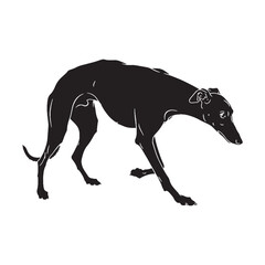 A unique Greyhound breed image, perfect for a distinctive canine silhouette - Greyhound silhouette - Greyhound Vector - Silhouette of Greyhound - dog silhouette

