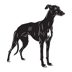Presenting a standard Greyhound illustration, easy to use and adapt - Greyhound silhouette - Greyhound Vector - Silhouette of Greyhound - dog vector

