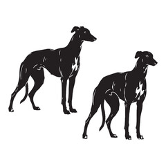 Featuring a graceful Greyhound canine illustration, showcasing its distinct form - Greyhound silhouette - Greyhound Vector - Silhouette of Greyhound - dog vector

