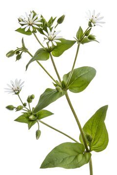 common chickweed flowers isolated on white