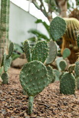 cactus in the desert