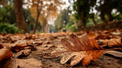 Fallen leaf in autumn park