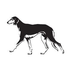 A proud and confident Saluki figure image, providing an elegant graphic resource for any dog-themed project - Saluki silhouette - Saluki Vector - Silhouette of Saluki - dog silhouette

