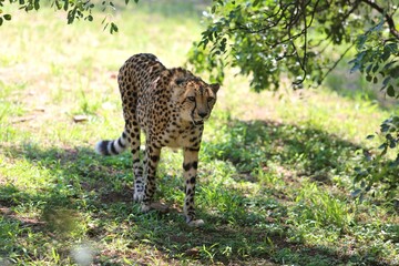 Grace in the Shade: The Cheetah’s Watchful Pause © Sara