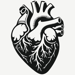 biological human heart sketch illustration vector