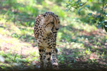 Eyes of the Savannah: The Cheetah’s Calm Stare