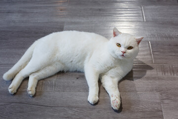 A beautiful pet cat indoors