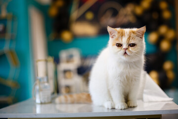 A beautiful pet cat indoors