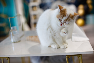 A beautiful pet cat indoors