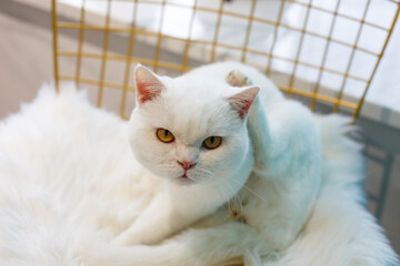 A beautiful pet cat indoors