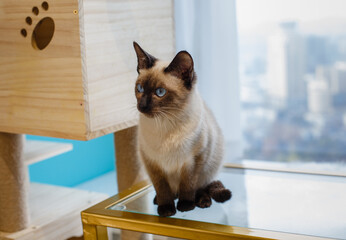 A beautiful pet cat indoors