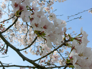 満開の桜と青空を見上げる春の風景