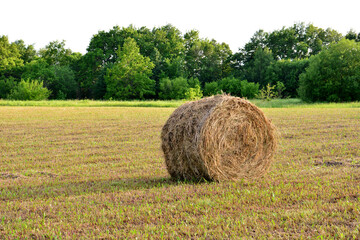 Hay Bale in a Field at Sunset with green trees in the background copy space