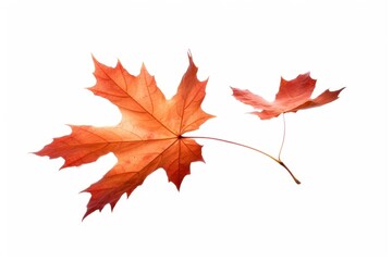Fototapeta premium Maple plant leaf tree.