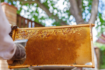 Beekeeper Uncapping Wax Cells on Honeycomb Frame Outdoors in Apiary Close Up during Honey Harvest
