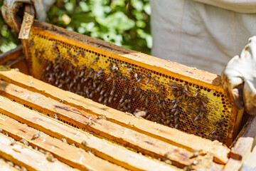 Close Up of Beekeeper Inspecting Bee Covered Honeycomb Frame During Apiary Harvest in Summer