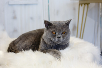 A beautiful pet cat indoors