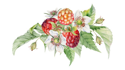 Raspberry flower buds, leaves asymmetrical bunch cluster group, hand drawn in watercolor, ripe forest garden berry. Isolated botanical illustration for dessert menu, wedding, farmers market calendar