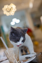 A cute kitten licking ice cream