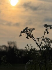 Silhouette of cow parsley at sunset