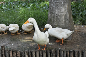 Peking oldest breed of meat-oriented ducks. Reservoirs on a duck farm for rearing ducks