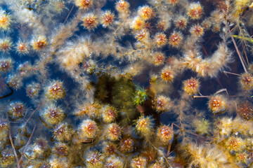Abstract natural background of flowering heads of bog cottongrass floating in dark water. A macro shot of a unique wild nature texture.