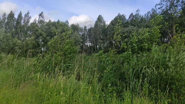 Green grass on the Wind - European nature landscape