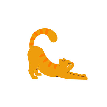 Naklejki Cat stretching. Red cat. Vector color illustration.