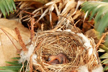 A cute little bird is growing in a small nest from nature, creating beauty in this world
