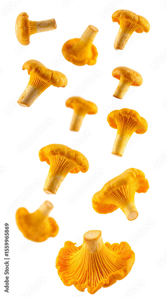 Poster fresh chanterelle mushrooms falling on a transparent background, creating a dynamic and appetizing v