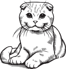 Scottish Fold Cat Vector in black and white
