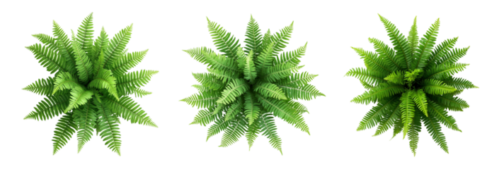 Green fern plants in top view isolated on transparent or white background. Flat Lay of Green Fern Foliage Isolated for Botanical Design Projects