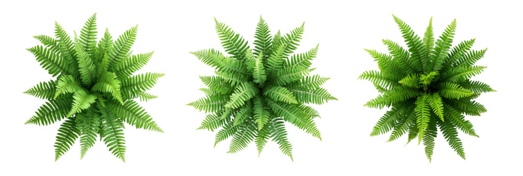 Green fern plants in top view isolated on transparent or white background. Flat Lay of Green Fern Foliage Isolated for Botanical Design Projects