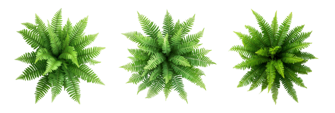Green fern plants in top view isolated on transparent or white background. Flat Lay of Green Fern Foliage Isolated for Botanical Design Projects