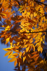 Autumn leaves in Korea 4