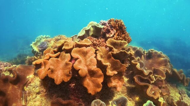 Dense colony of wavy, mushroom-like soft corals grows on a shallow rock shelf in the tropical waters of the Pacific Ocean