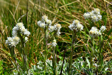 Simple beauty of flowering plants of Antennaria dioica alba on Bucegi plateau