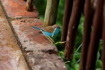 Blue Waxbill – Vibrant Blue African Finch on Rustic Brick and Wood Fence