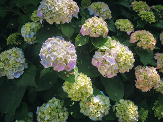 Bright green leaves of a hydrangea bush with flowers. Natural background.