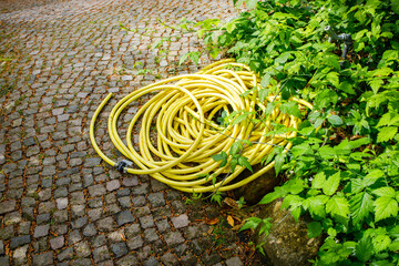 Long yellow garden hose for watering plants lying on the ground. Garden care, soil moisture,...