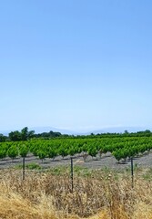 Obraz premium peach farm in the country side in summer