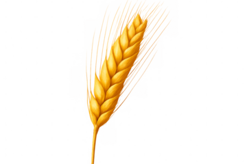Golden wheat stalk isolated on transparent background