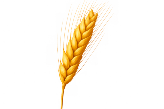 Golden wheat stalk isolated on transparent background