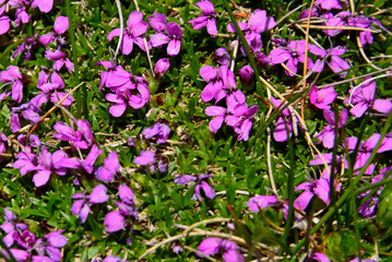 The tiny but beautiful flowers of Silene acaulis on the hills of Bucegi