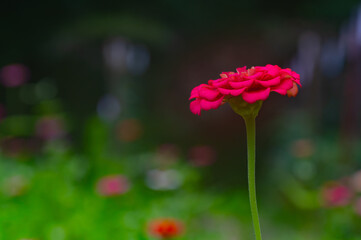 A rich red zinnia stands in isolation in front of a shadow background